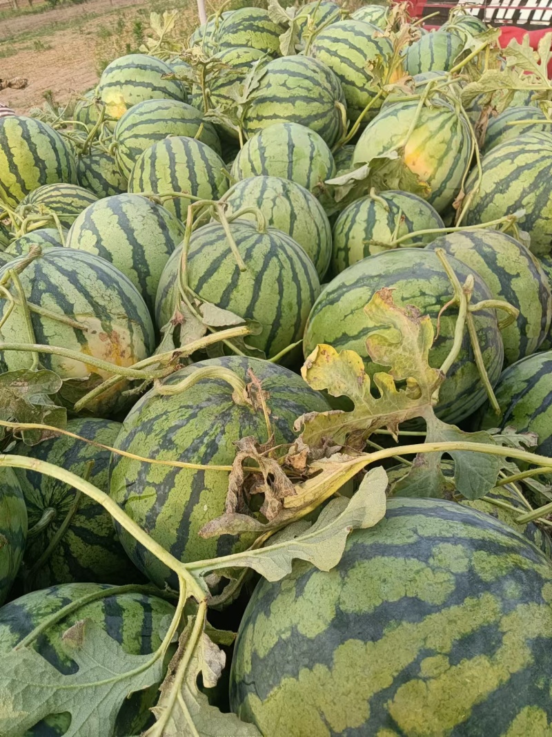 开封麒麟西瓜无籽西瓜美都西瓜大量供应欢迎来电