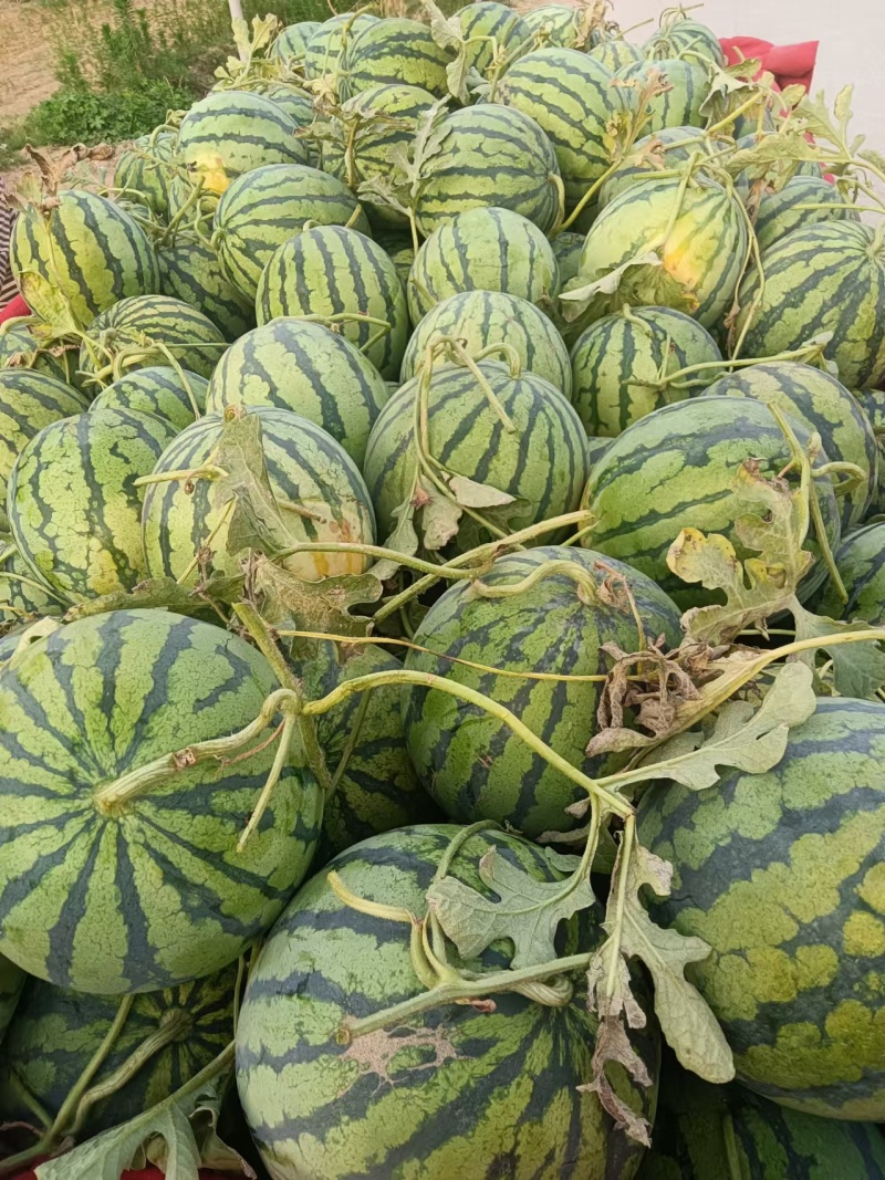 开封麒麟西瓜无籽西瓜美都西瓜大量供应欢迎来电
