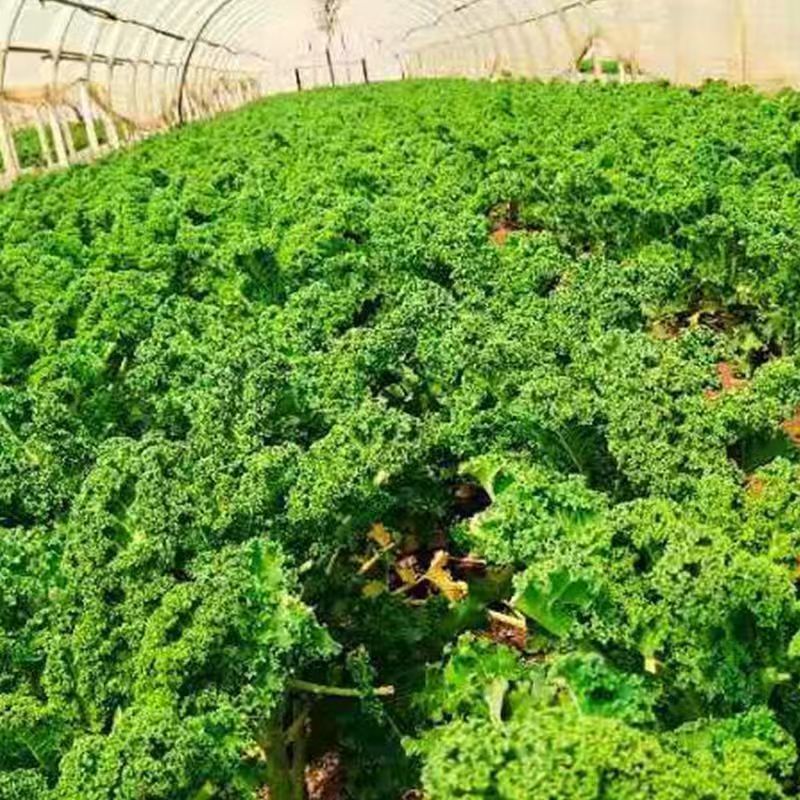 推荐蔬菜甘蓝新鲜羽衣甘蓝长期供货品质保障欢迎联系
