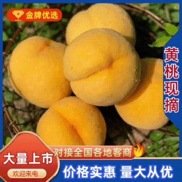 精品锦绣黄桃，品种齐全一手货源，口感纯甜，现摘现发！！！