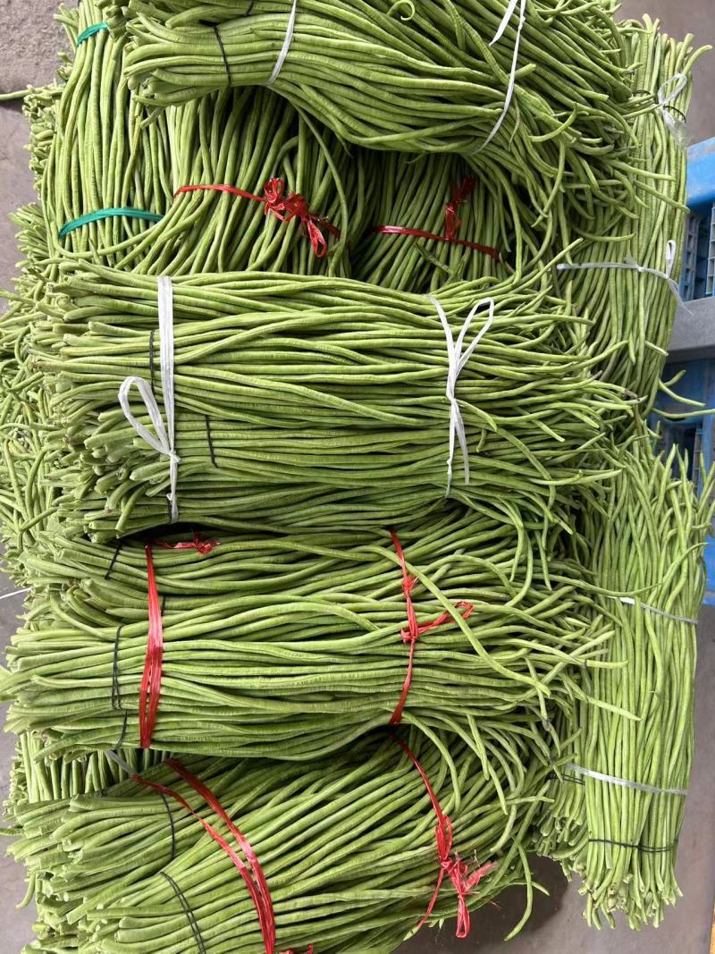 实力对接新鲜上市广东青条豆角量大从优欢迎采购热卖中
