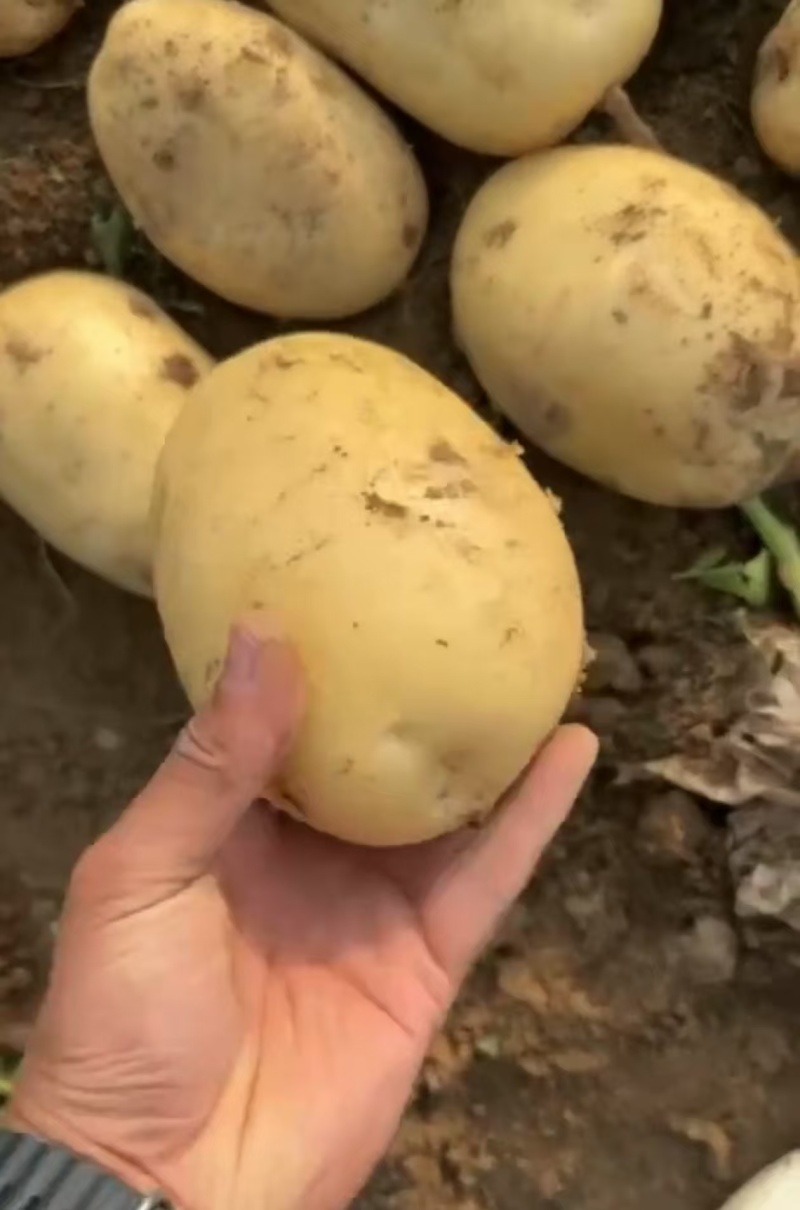 山东土豆荷兰十五土豆黄皮黄心土豆一手货源全国发货