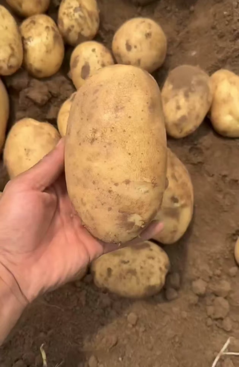 山东土豆荷兰十五土豆黄皮黄心土豆一手货源全国发货