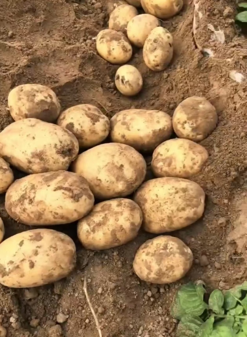 山东土豆荷兰十五土豆黄皮黄心土豆一手货源全国发货
