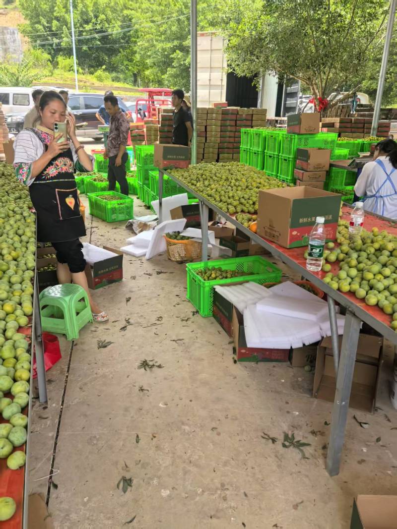 贵州脱骨李子现摘现发货源充足品质保障对接电商团购