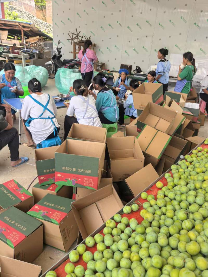 贵州脱骨李子现摘现发货源充足品质保障对接电商团购
