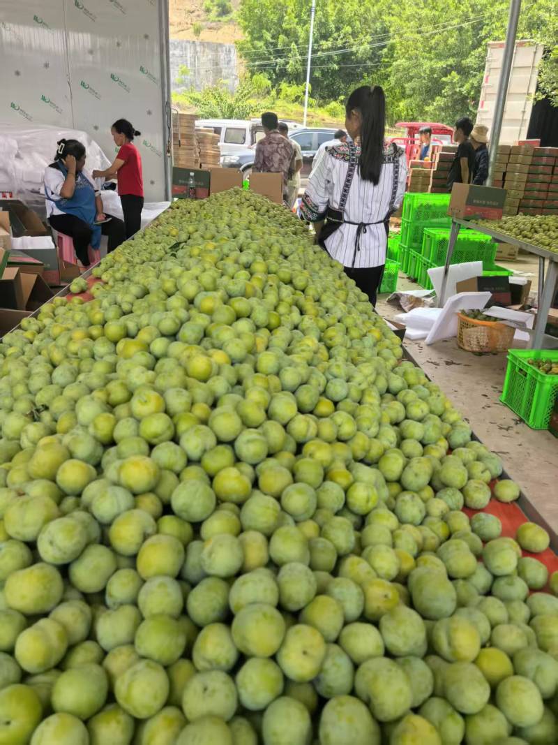 贵州脱骨李子现摘现发货源充足品质保障对接电商团购