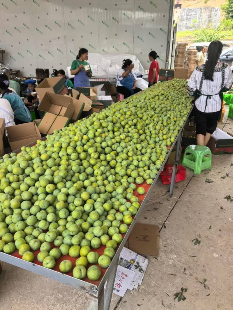 贵州脱骨李子现摘现发货源充足品质保障对接电商团购