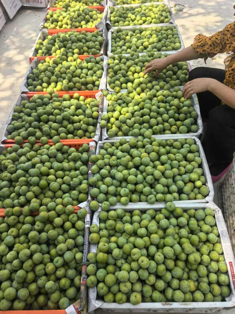 贵州脱骨李子现摘现发货源充足品质保障对接电商团购