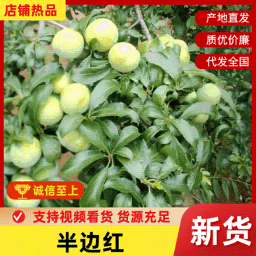 脱骨李清脆李半边红，五月脆，对接电商平台一件代发，