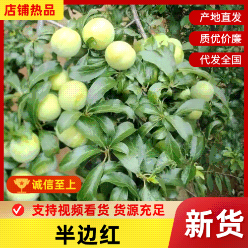 脱骨李清脆李半边红，五月脆，对接电商平台一件代发，