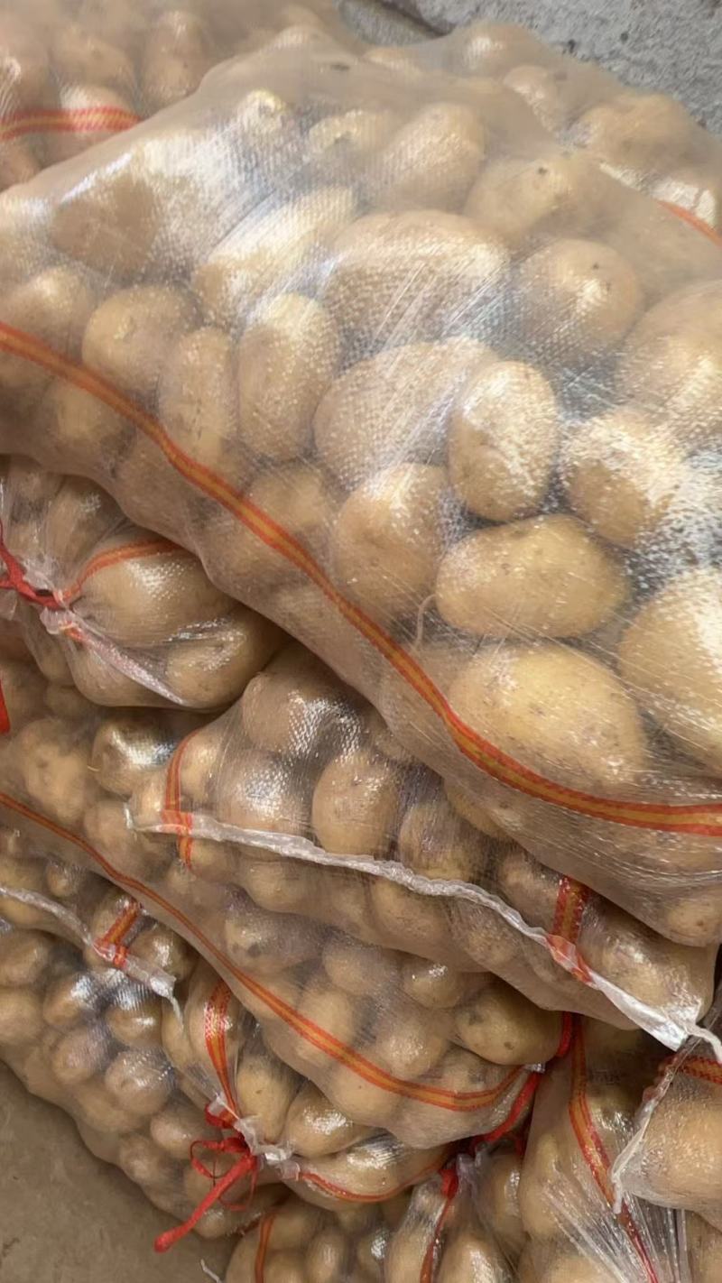 山东土豆荷兰十五土豆黄皮黄心土豆一手货源全国发货