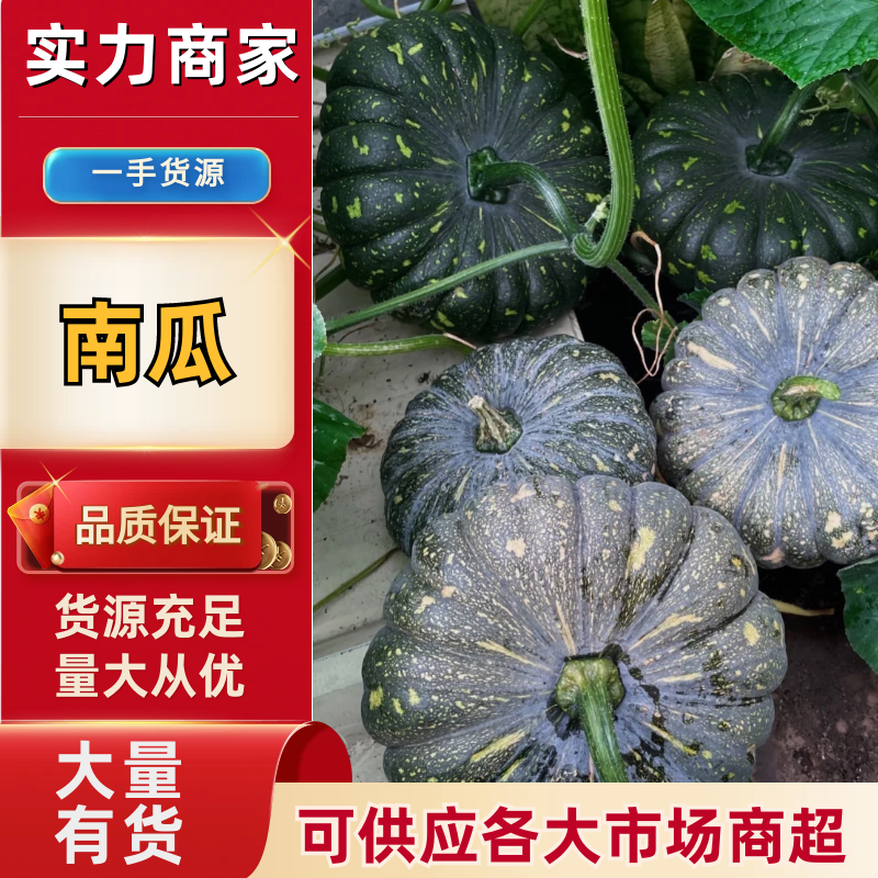 南瓜陕西精品南瓜基地直发量大从优欢迎来电咨询