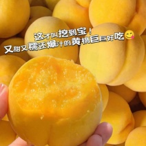湖北精品黄毛桃黄金蜜一号货源充足价格优惠品种齐全发市场