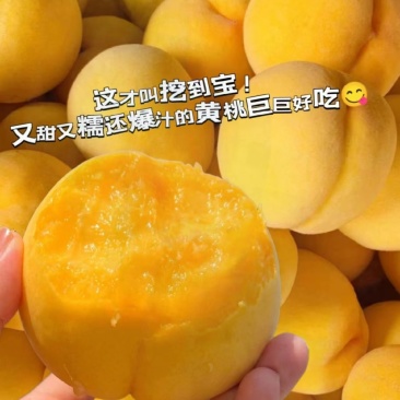 湖北精品黄毛桃黄金蜜一号货源充足价格优惠品种齐全发市场