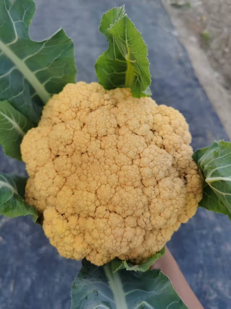金娃娃黄金花椰菜种子杂交花球金黄球型美观雪球圆整品质脆甜