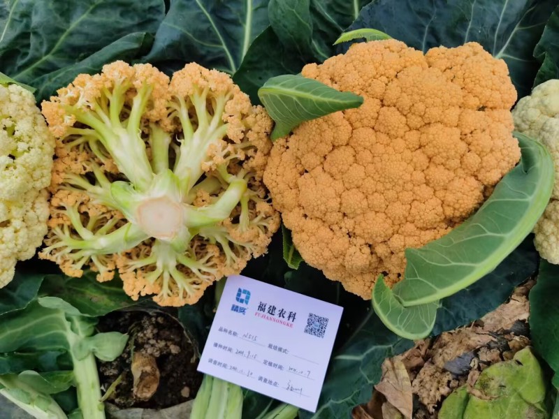 金娃娃黄金花椰菜种子杂交花球金黄球型美观雪球圆整品质脆甜
