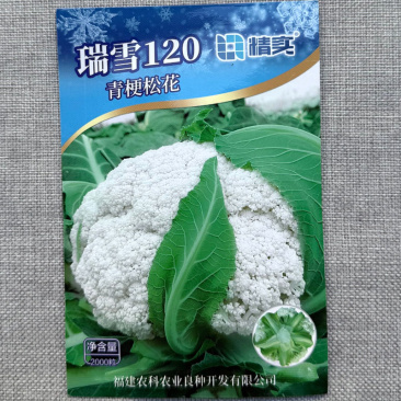 瑞雪120天青梗松花菜种子耐寒性好花球圆整花蕾白美