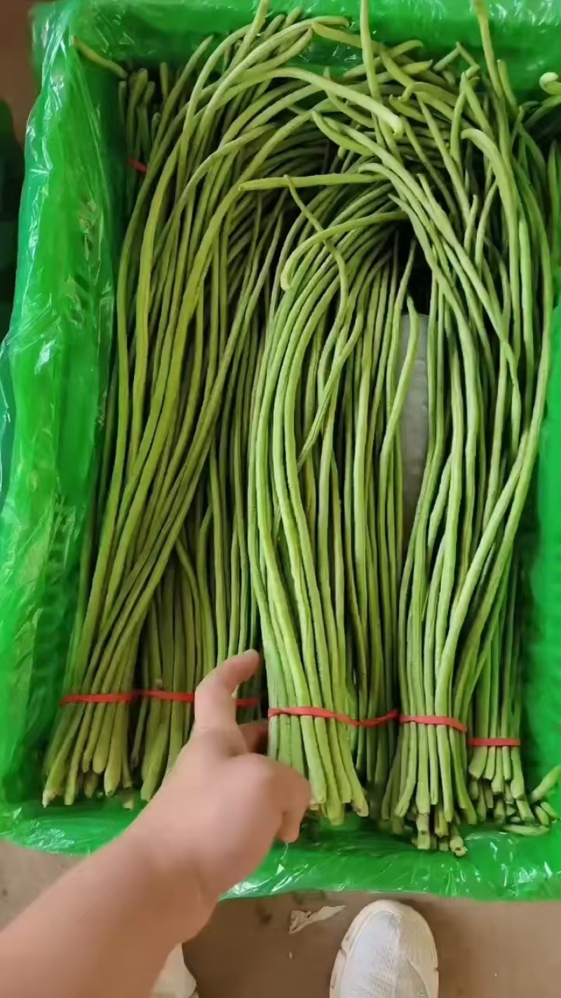 豆角/青条豆角/青条豆角/产地发货品质好电话联系