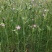 面条菜种子麦瓶草种子产地大量货源批发零售欢迎随时订购