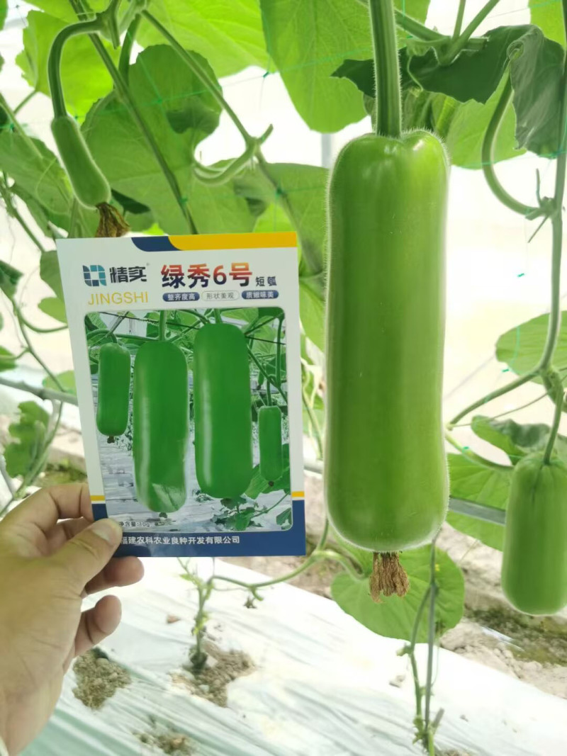 绿秀6号短瓠种子早熟瓠瓜种子瓜皮深绿色油亮短圆筒形基地种