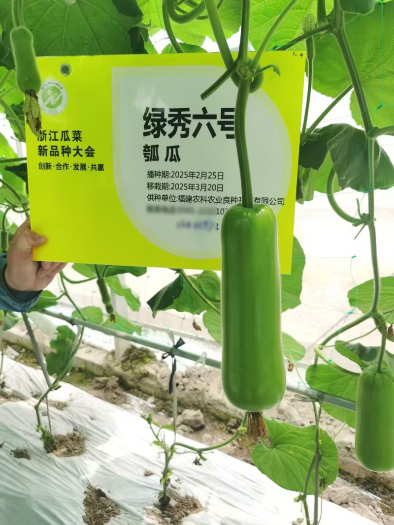 绿秀6号短瓠种子早熟瓠瓜种子瓜皮深绿色油亮短圆筒形基地种