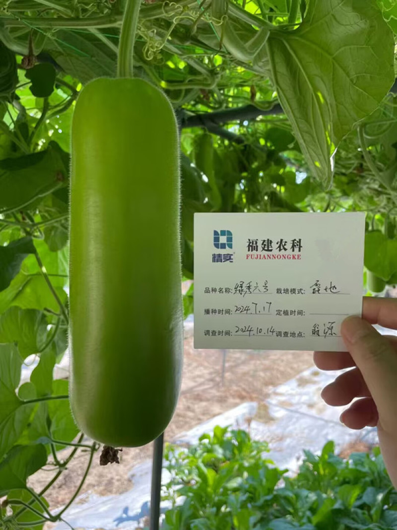 绿秀6号短瓠种子早熟瓠瓜种子瓜皮深绿色油亮短圆筒形基地种