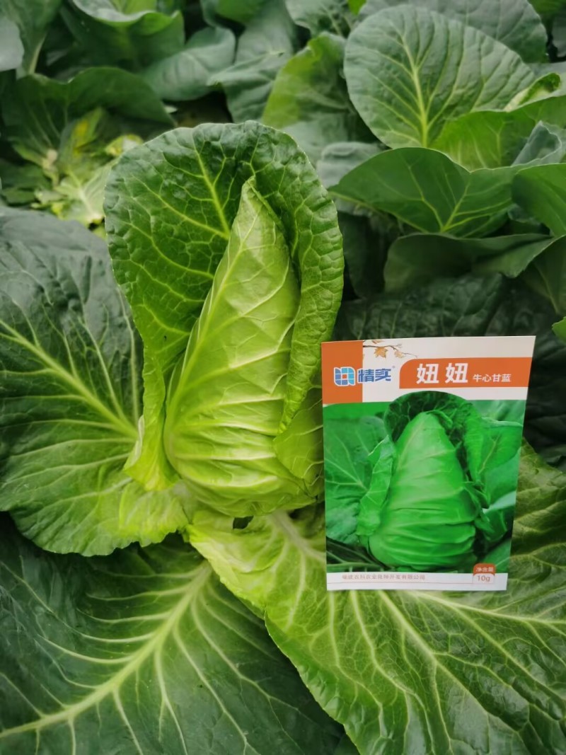 妞妞牛心甘蓝种子叶球收尖好叶球亮绿有光泽耐抽性强