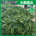 【精选推荐】山东寿光水果黄瓜荷兰小黄瓜青瓜高品质现摘现发