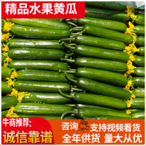 山东寿光水果黄瓜小黄瓜批发供应对接商超团购电商一件代发