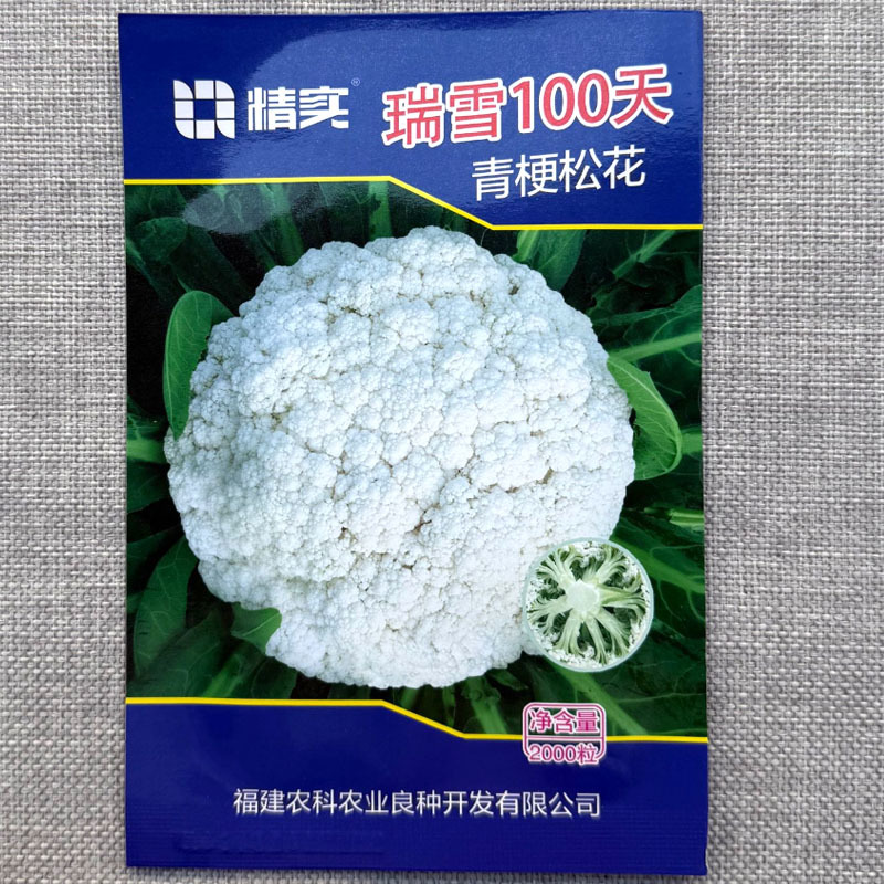 瑞雪100天青梗松花菜种子杂交晚熟品种耐寒性好抗病