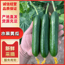 商丘黄瓜/水果黄瓜/小黄瓜-现摘现发产地直发品质好