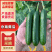 商丘黄瓜/水果黄瓜/小黄瓜-现摘现发产地直发品质好