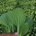 山东曹县奶白菜丨《推荐》诚信代办全国冷链发货致电联系