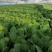 山东曹县奶白菜丨《推荐》诚信代办全国冷链发货致电联系