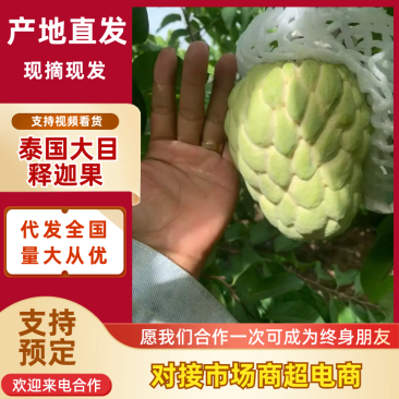 泰国释迦果/大目释迦果大量上市-对接点商超产地直发