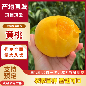 黄桃品质保证服务周到产地直发价格美丽欢迎联系