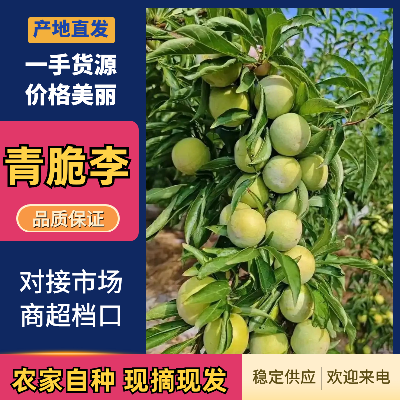 青脆李子品质保证服务周到产地直发价格美丽