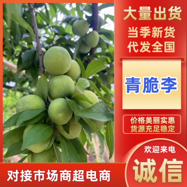 青脆李子品质保证服务周到产地直发价格美丽