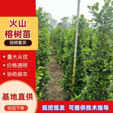 广东火山榕树苗全国可发，规格齐全，欢迎电话质询