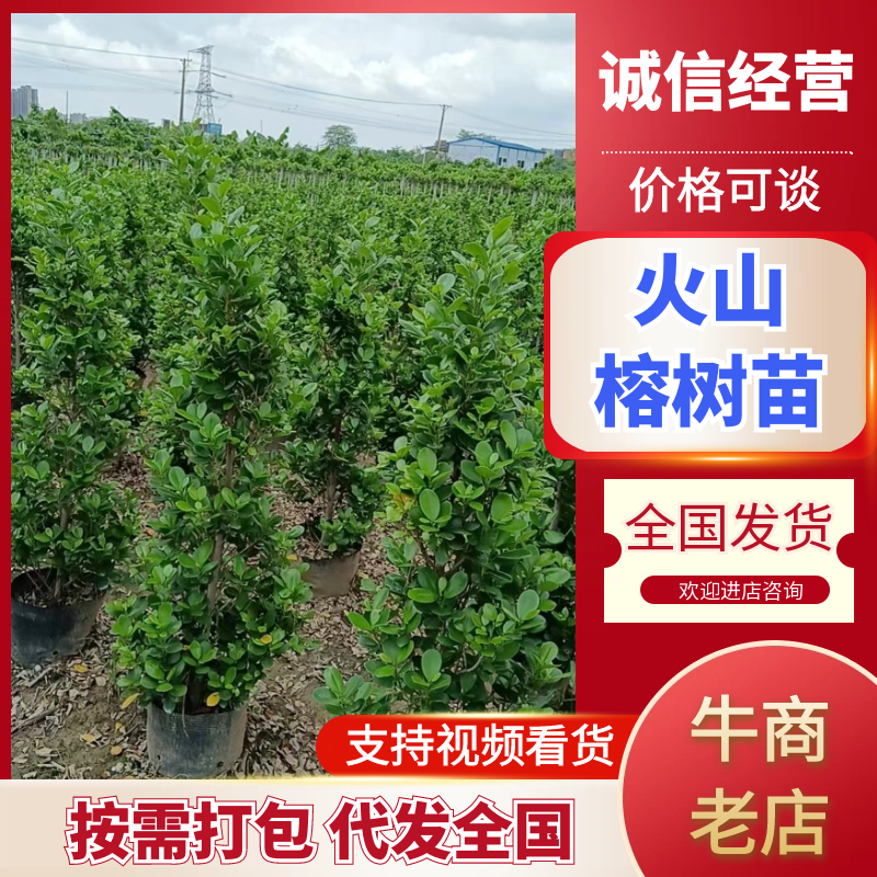广东精品金钱榕绿化苗木造型景观树高1米6可视频看货
