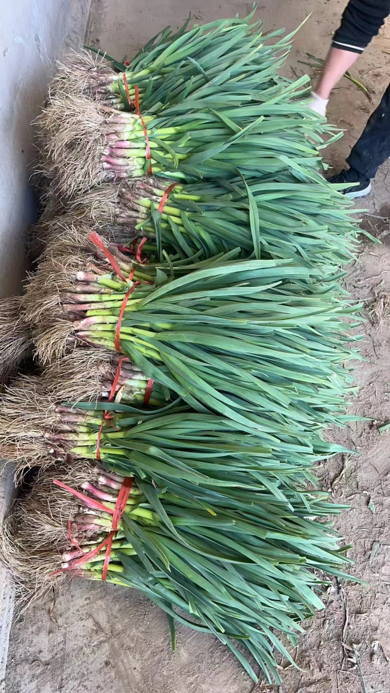 精品蒜苗江苏红根蒜苗基地直发质量保证量大价优欢迎致电