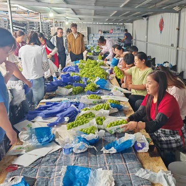 实力老板看过来！3阳光玫瑰葡萄河南夏邑产地直供！量大！