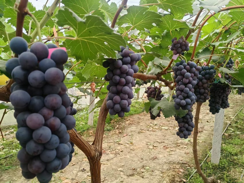 夏黑葡萄商丘夏邑产地直供全国.200农户量大从优随时看货