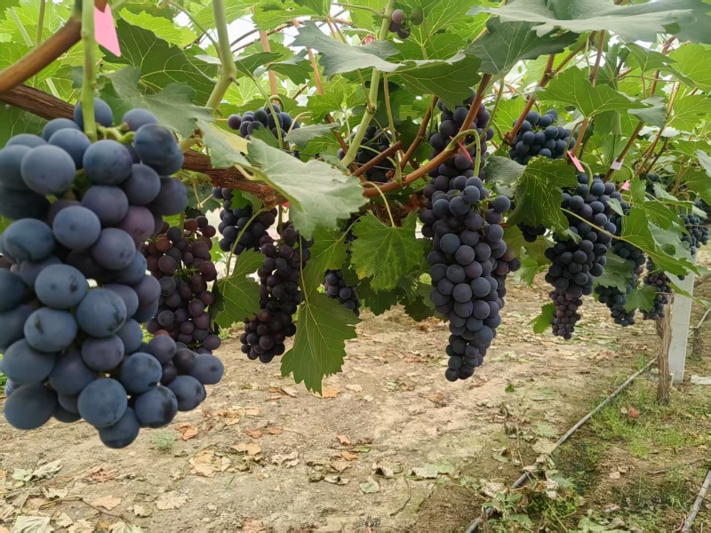 夏黑葡萄商丘夏邑产地直供全国.200农户量大从优随时看货