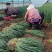 山东潍坊葱苗自家种植一手货源大规格成活率高可补发品种齐全