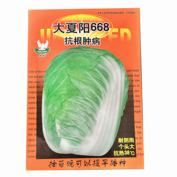 大夏阳666大白菜种子早熟抗热38°抗根肿病抽苔晚斤