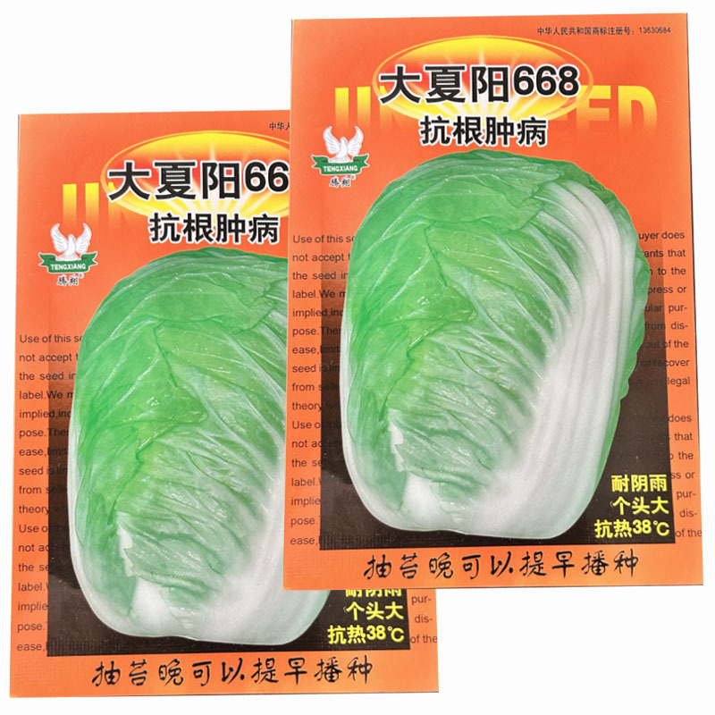 大夏阳666大白菜种子早熟抗热38°抗根肿病抽苔晚斤
