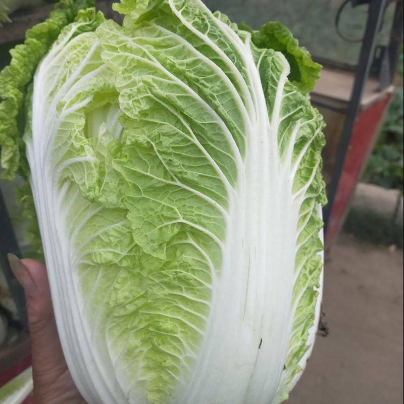 大夏阳666大白菜种子早熟抗热38°抗根肿病抽苔晚斤