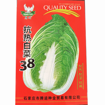 抗热白菜38白菜种子早熟夏季大白菜种秋季四季蔬菜种